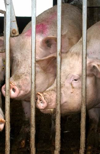Pigs